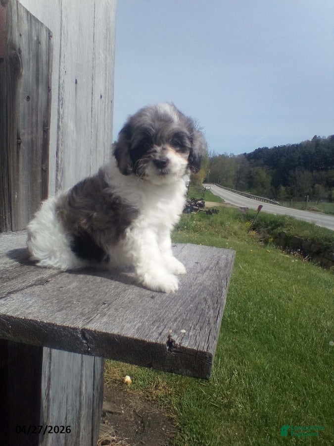 Cockapoo dogs Rose - Ad 1