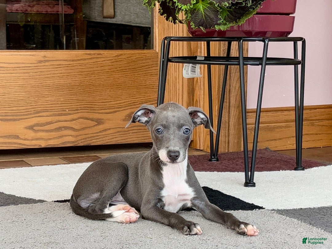 Italian Greyhound dogs for sale: Kk - Ad 12