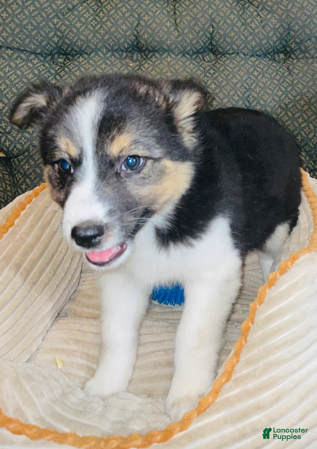 Mixed Breed dogs for sale: Annie - Ad 2