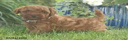 Miniature Poodle dogs for sale: Ranger - Ad 7