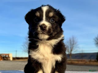 Miniature Australian Shepherd dogs Willow - Ad 30