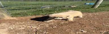 Great Pyrenees Puppy 1