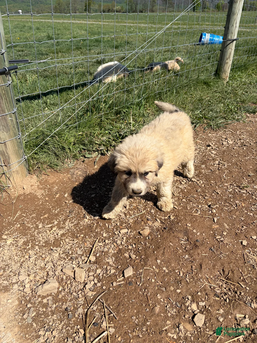 Great Pyrenees dogs for sale: Great Pyrenees Puppy 1 - Ad 1
