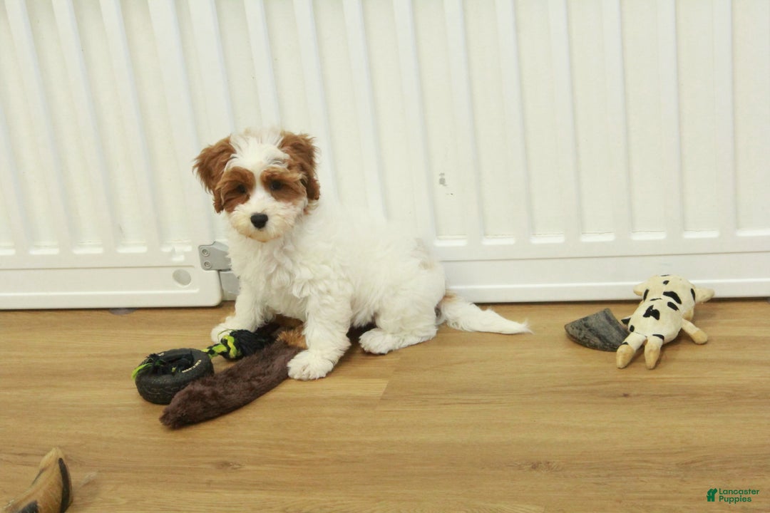 Cavapoo dogs for sale: Mia - Ad 7
