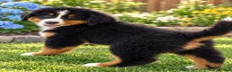 Bernese Mountain Dog dogs for sale: Blane Male ICA Bernese Mountain Dog - Ad 3