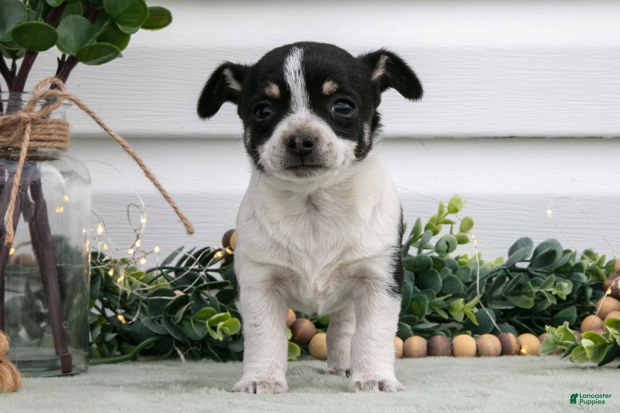 Chihuahua dogs Pixie - Ad 1