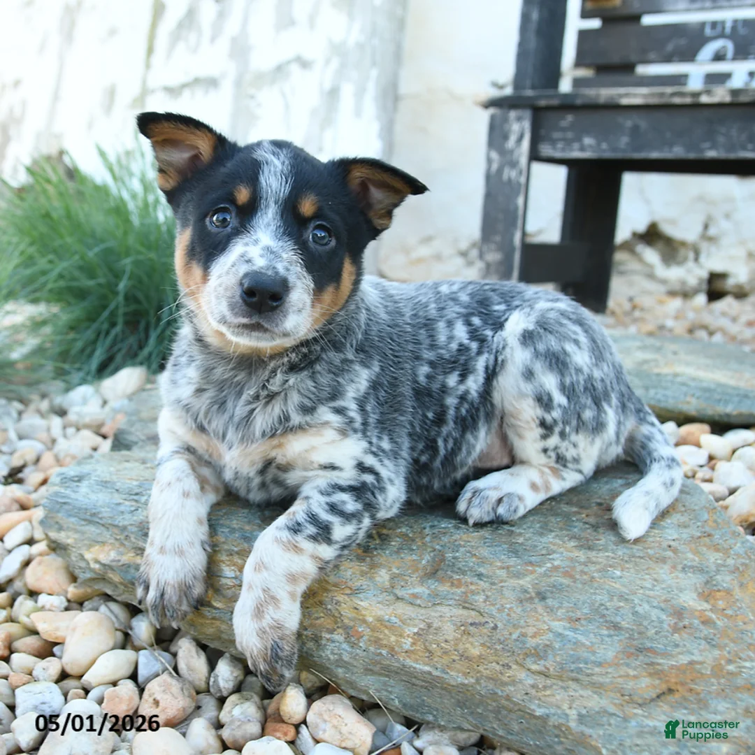 Australian Cattle Dog dogs for sale: Katherine - Ad 1