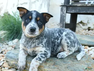 Australian Cattle Dog dogs for sale: Katherine - Ad 3