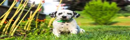 Dalmatian dogs for sale: Tami - Ad 8