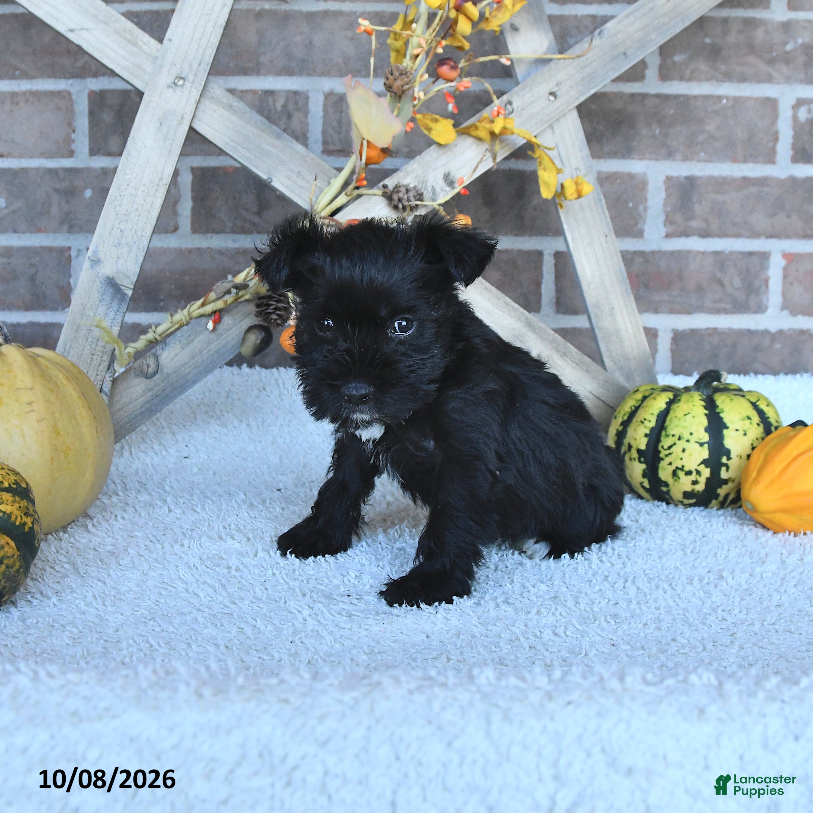 Angela (Miniature Schnauzer, Female) in New Castle, IN