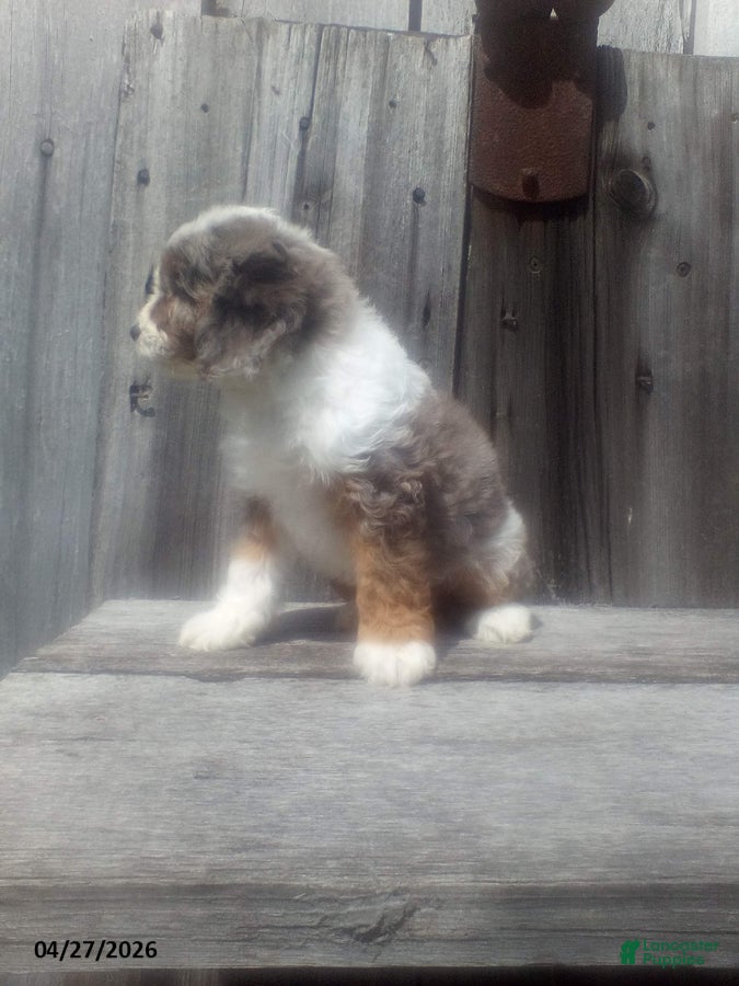 Cockapoo dogs Blue Eye - Ad 2