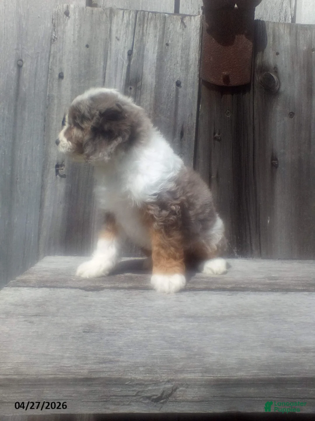 Cockapoo dogs for sale: Blue Eye - Ad 2