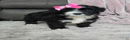 Mini Bernedoodle dogs for sale: Mini Wanda - Ad 17