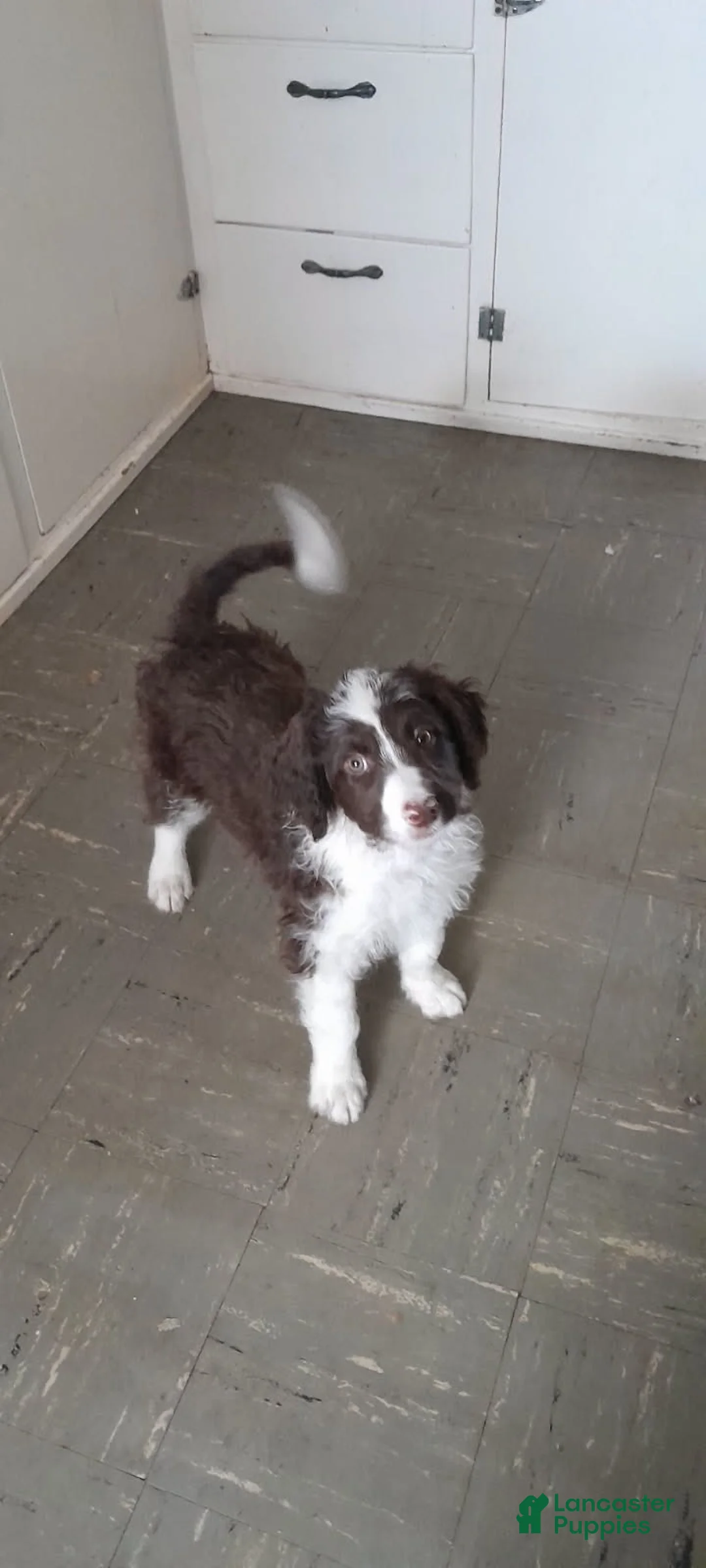 Bordoodle dogs for sale: Bordoodle Puppy 7 - Ad 1