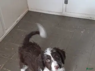 Bordoodle dogs Bordoodle Puppy 7 - Ad 6