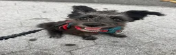 Pomapoo dogs for sale: Shadow - Ad 5