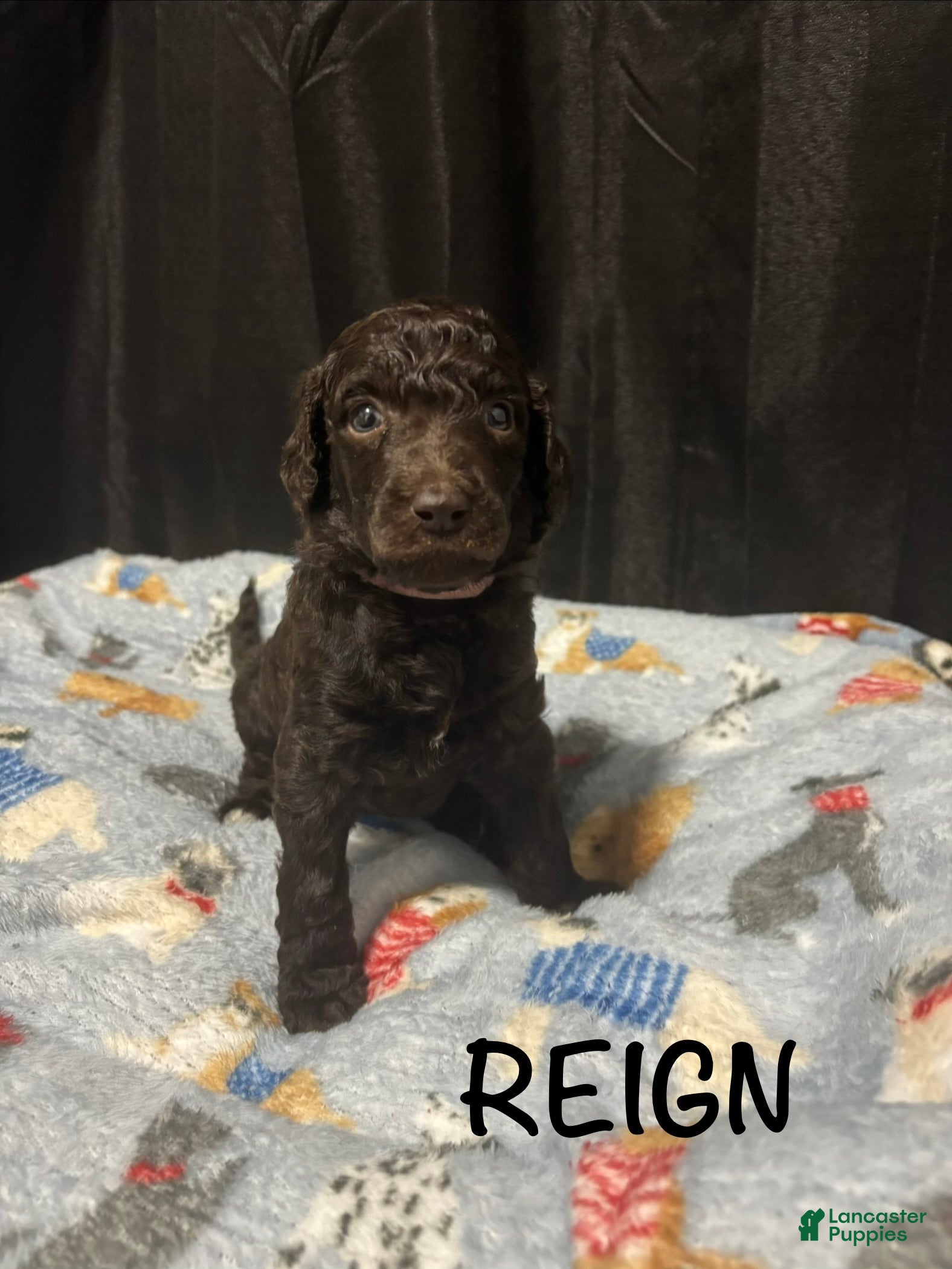 Standard Poodle dogs Standard Poodle Puppy 4 - Ad 16