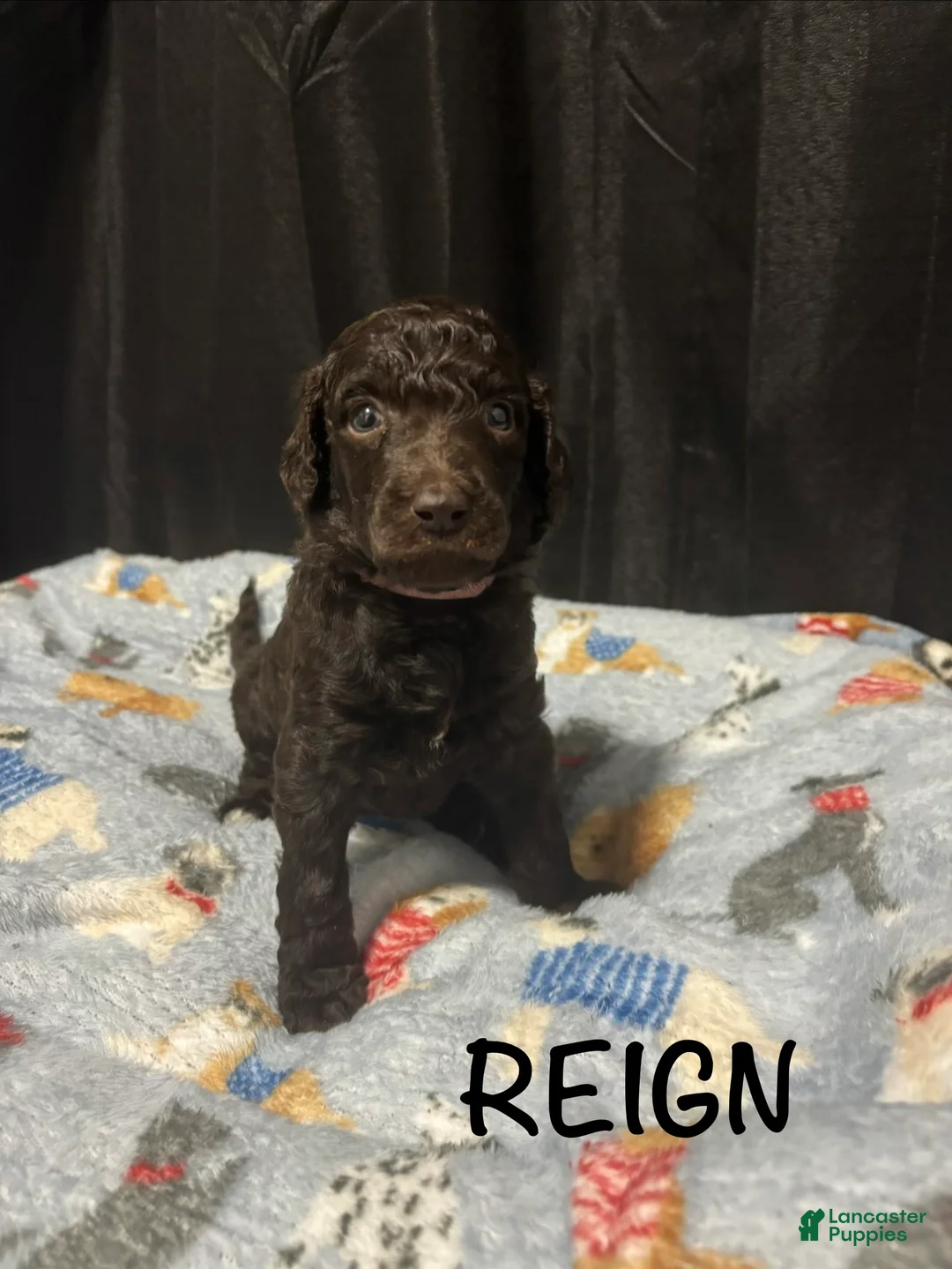 Standard Poodle dogs for sale: Standard Poodle Puppy 4 - Ad 1
