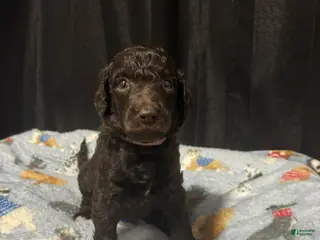 Standard Poodle dogs Standard Poodle Puppy 4 - Ad 30