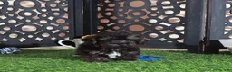 Yorkiepoo dogs for sale: Bo Sweet Little Teacup Yorkiepoo Puppy - Ad 2