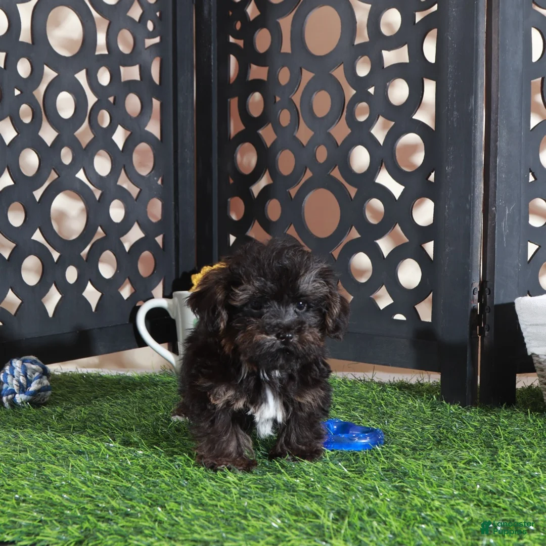 Yorkiepoo dogs for sale: Bo Sweet Little Teacup Yorkiepoo Puppy - Ad 2