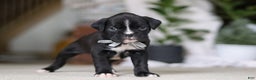Boxer dogs for sale: Diesel - Ad 5