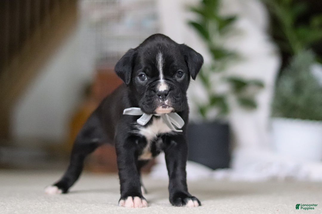 Boxer dogs for sale: Diesel - Ad 5