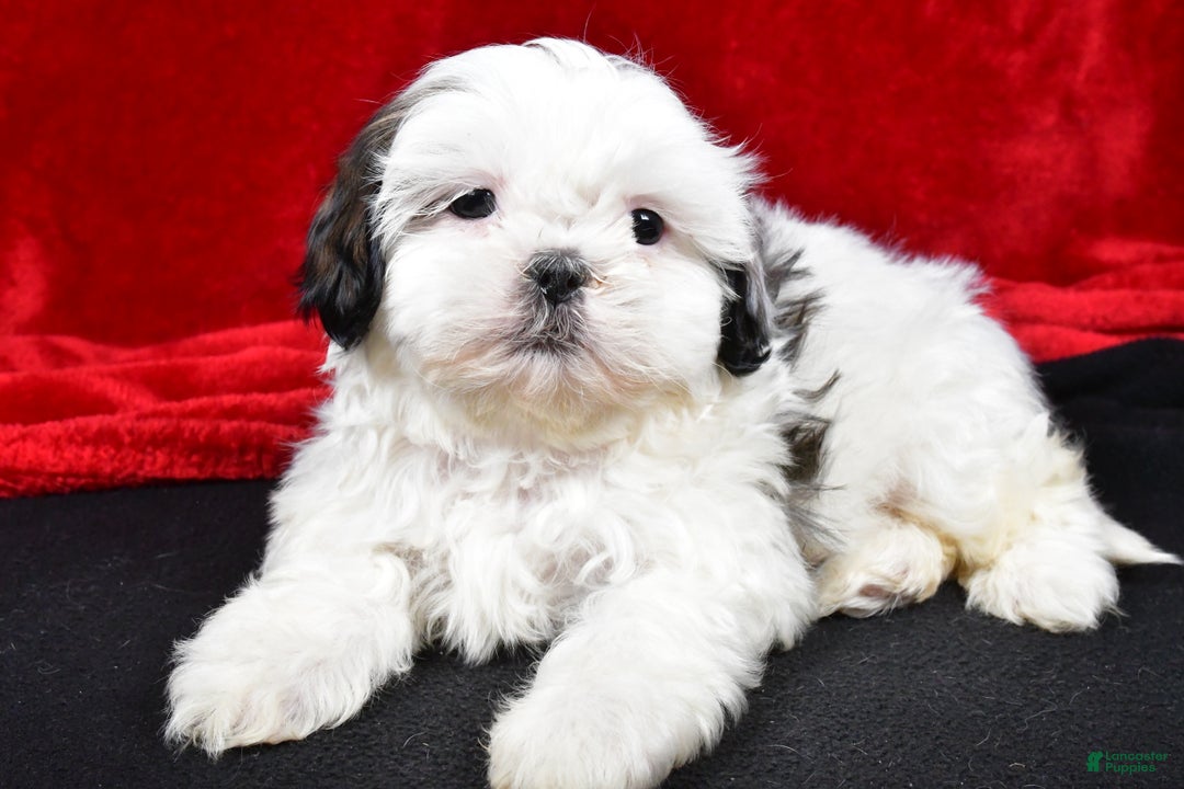 Shih Tzu dogs for sale: Dixie - Ad 5