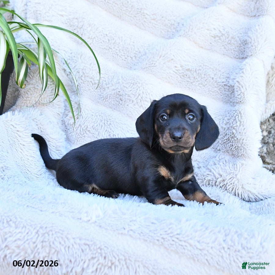 Miniature Dachshund dogs Roxy - Ad 2