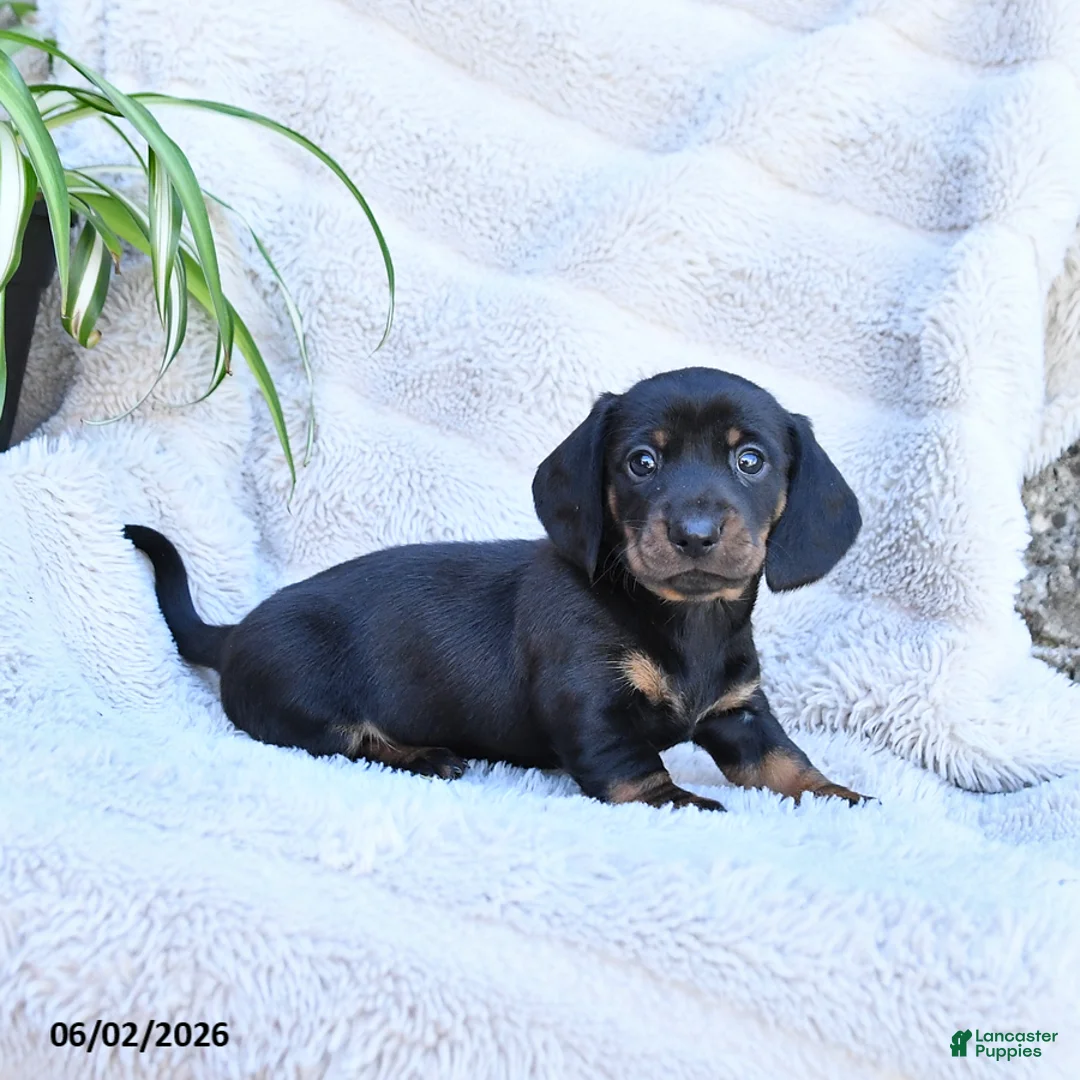 Miniature Dachshund dogs for sale: Roxy - Ad 2