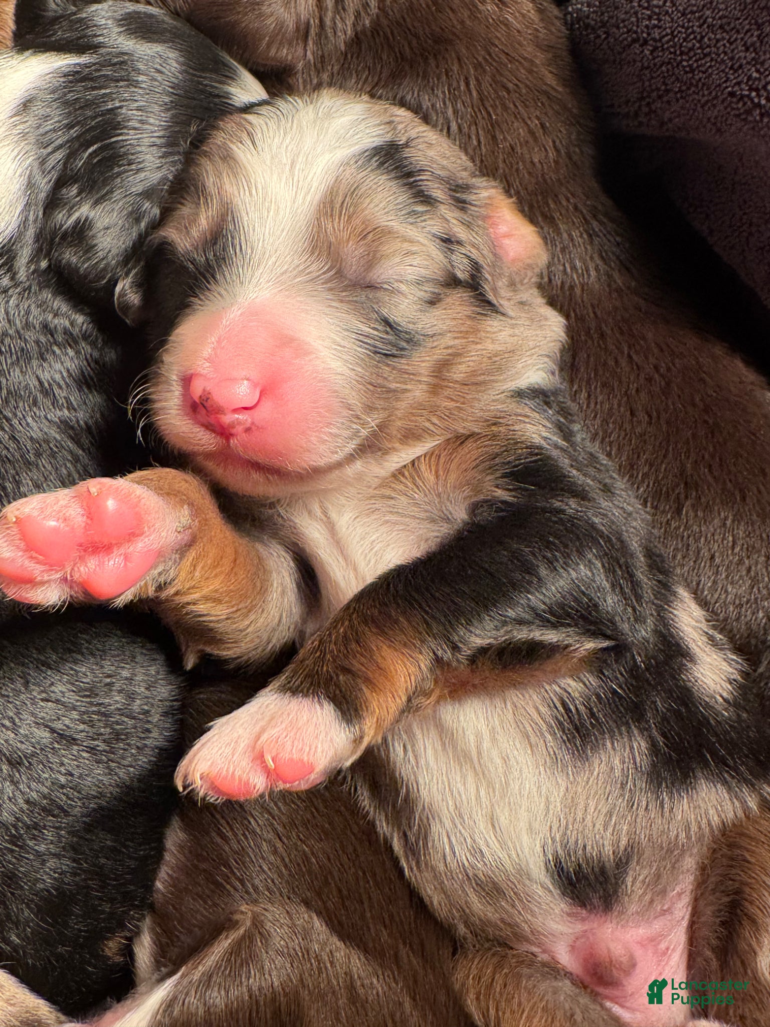 Mixed Breed dogs Aussie Mountain Doodle Henry - Ad 1