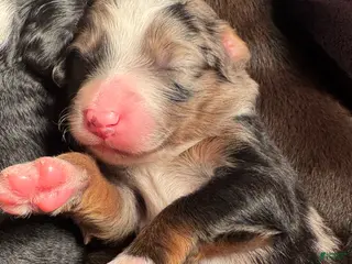 Mixed Breed dogs for sale: Aussie Mountain Doodle Henry - Ad 1