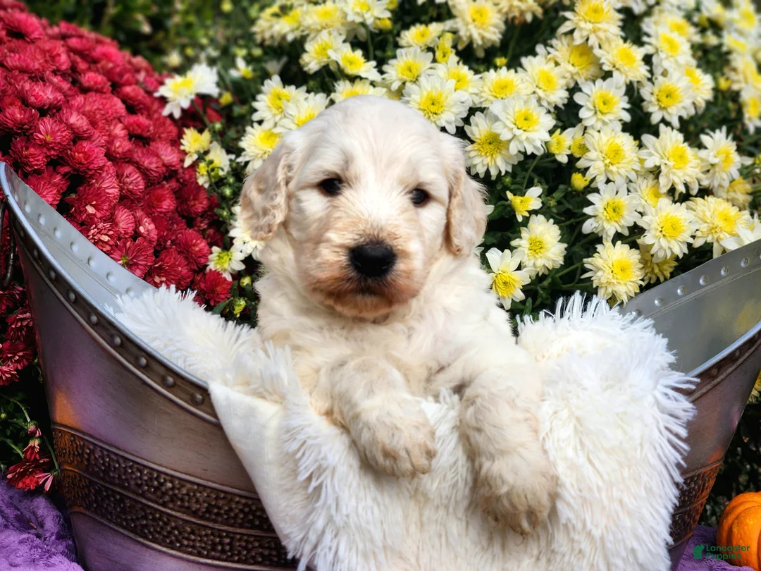 Goldendoodle dogs for sale: Wilkos - Ad 1