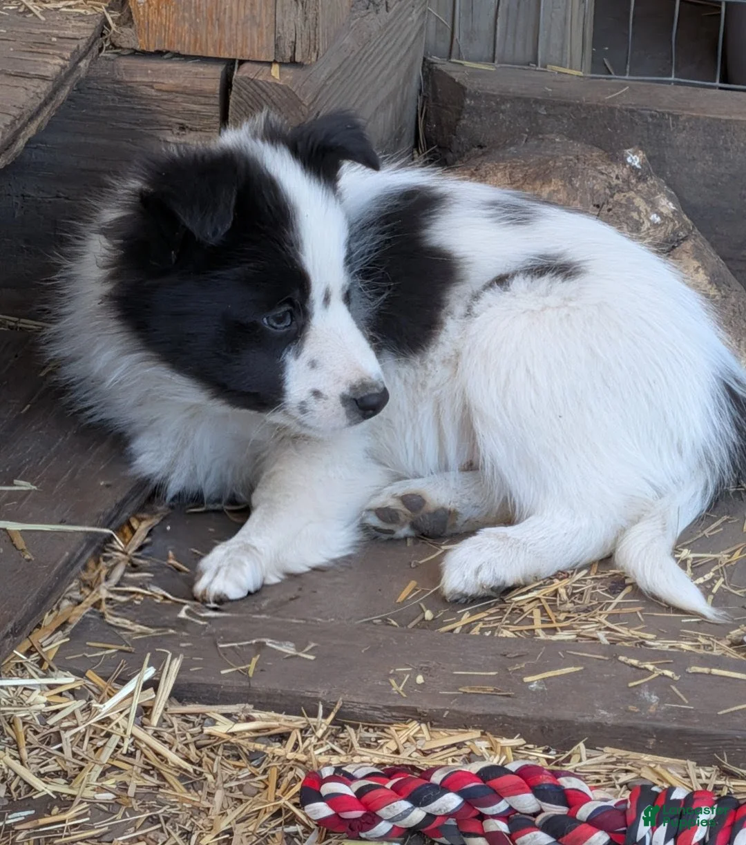 Border Collie dogs for sale: Border Collie Puppy 1 - Ad 2