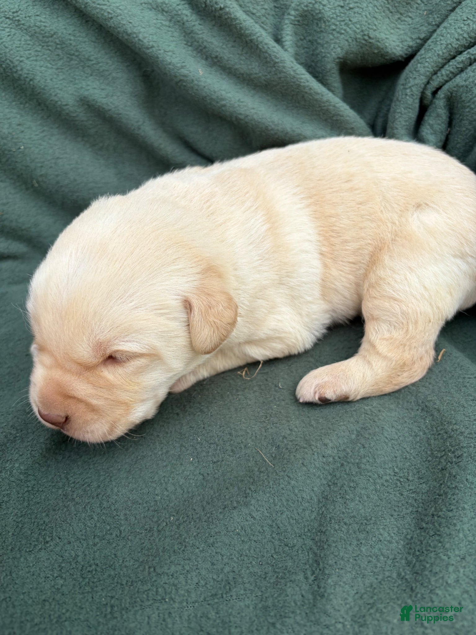 Labrador Retriever dogs Remmi - Ad 2