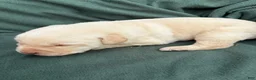 Labrador Retriever dogs for sale: Remmi - Ad 1