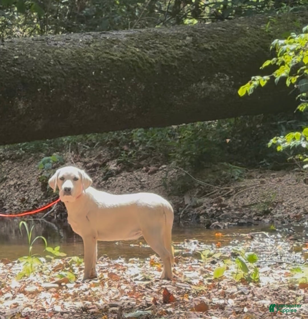 Labrador Retriever dogs for sale: Labrador Retriever Jackie - Ad 3