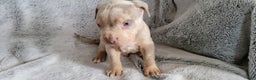 American Bully dogs for sale: Face 3 - Ad 2
