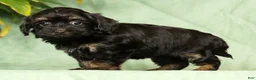 Havapoo dogs for sale: Tiffany - Ad 4