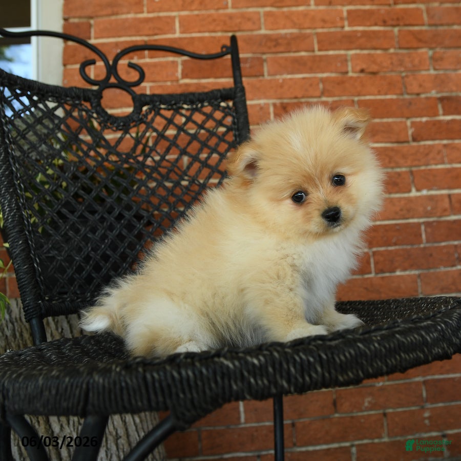 Pomeranian dogs Gypsy - Ad 2