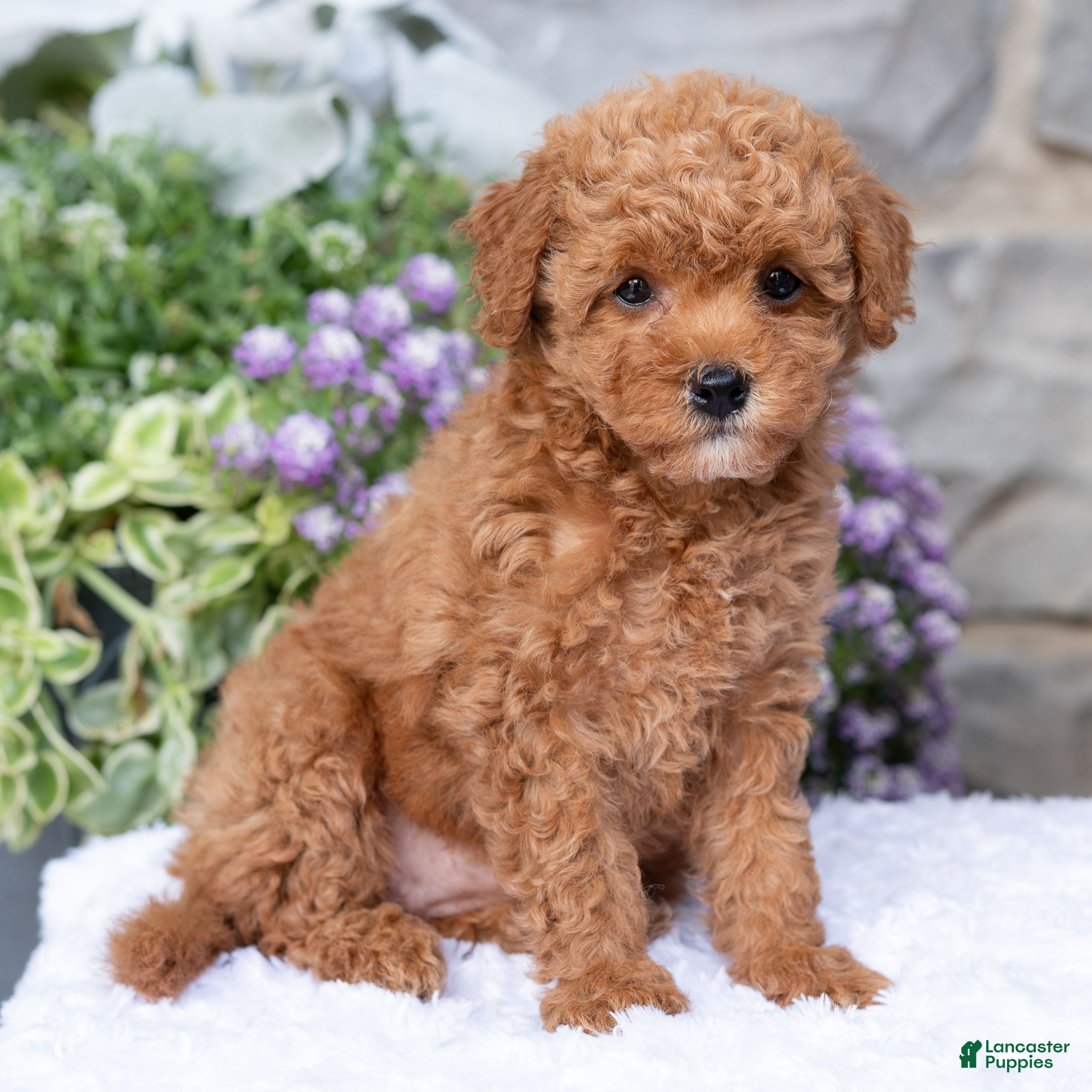 Havapoo dogs Anya  - Ad 2