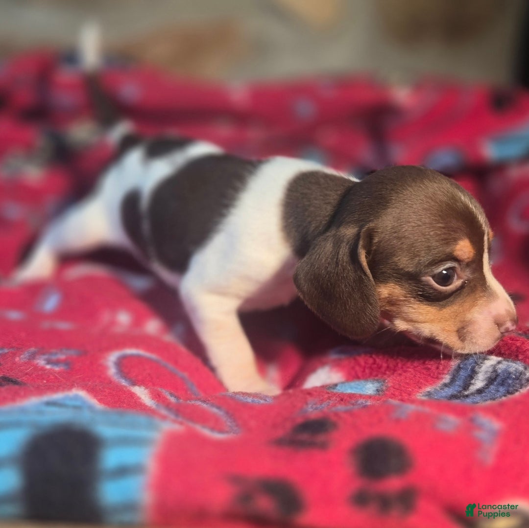 Beagle dogs for sale: Nutmeg Queen Elizabeth Pocket Beagle - Ad 2