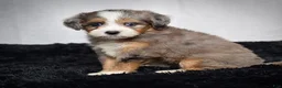 Mini Bernedoodle dogs for sale: Bridget - Ad 4