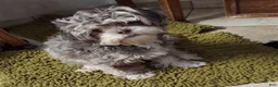 Shorkie dogs for sale: Shorkie 1 - Ad 2