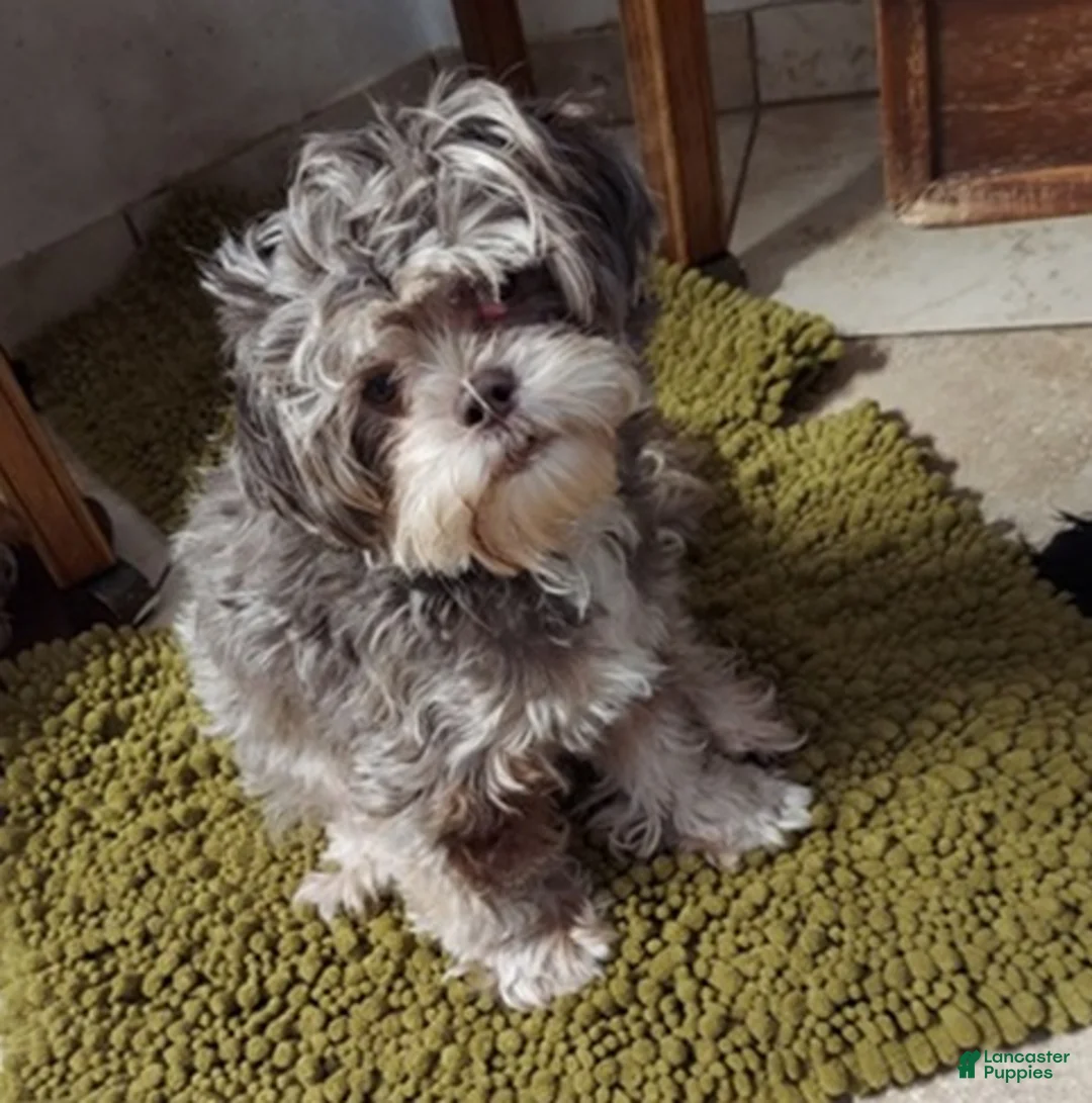 Shorkie dogs for sale: Shorkie 1 - Ad 2