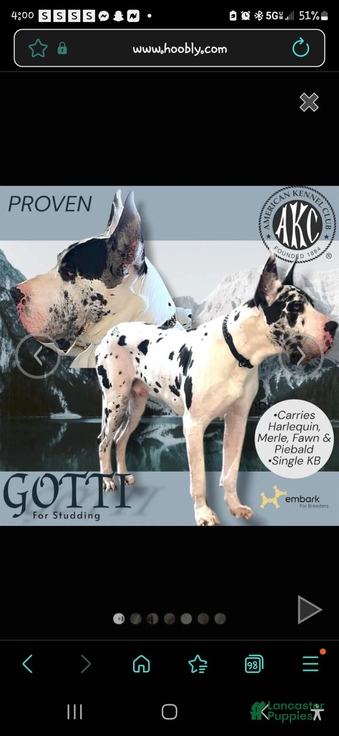 Great Dane dogs for sale: Great Dane 5 - Ad 5