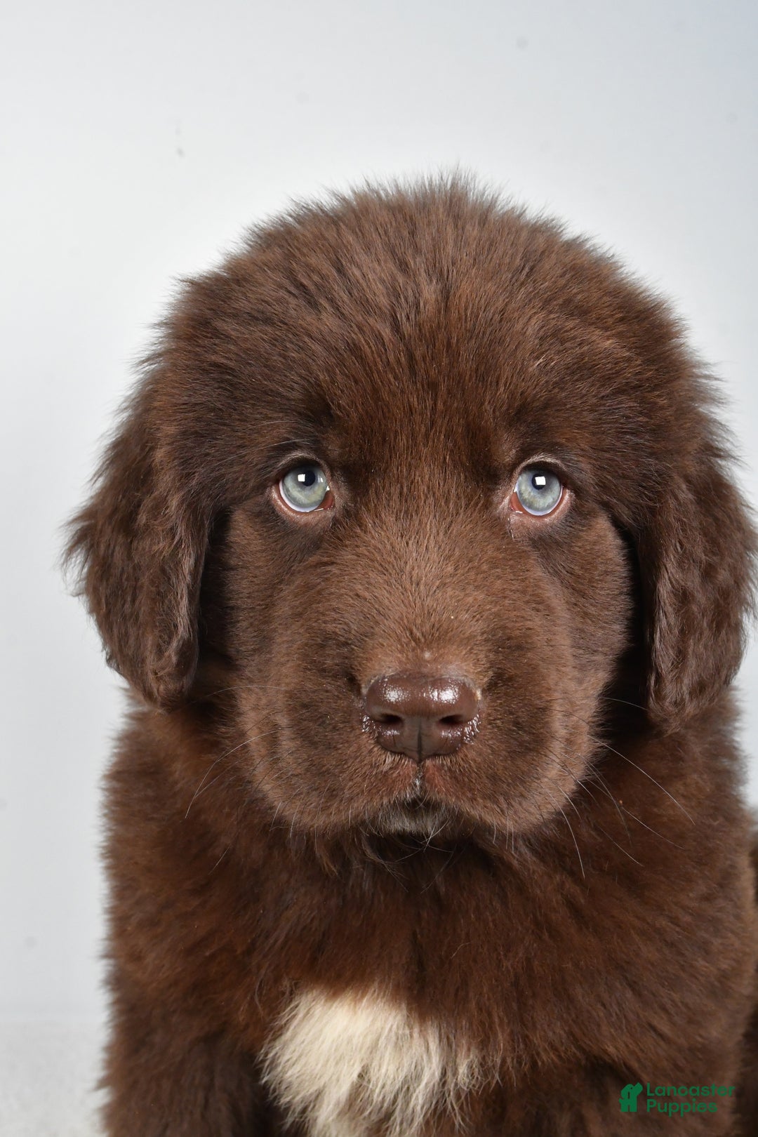 Newfoundland dogs for sale: Patrick - Ad 2