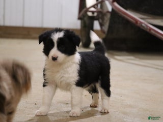Border Collie dogs Border Collie Puppy 1 - Ad 14