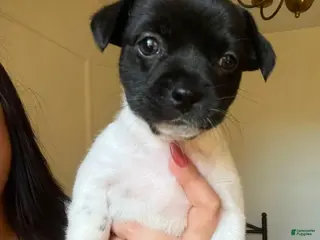 Chiweenie dogs Chiweenie Puppy 2 - Ad 6