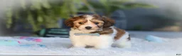 Cavachon dogs for sale: Hayes - Ad 7